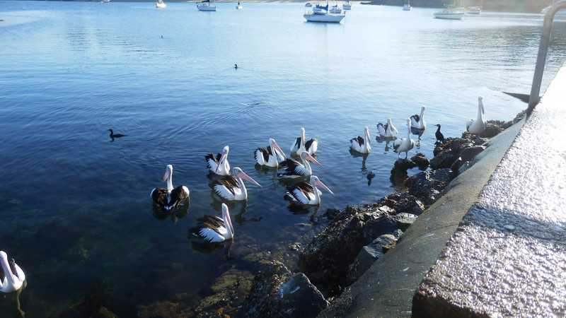Pelicans waiting for a free feed.