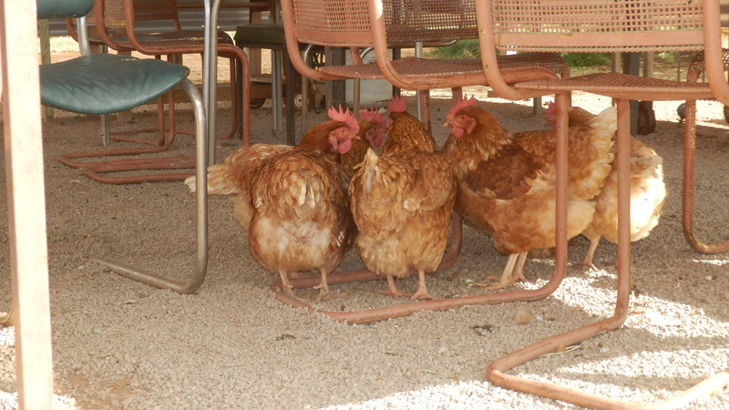 We knew there were chooks here somewhere