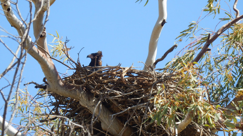 How lucky are we to spot this young wedge tail eagle on its nest?