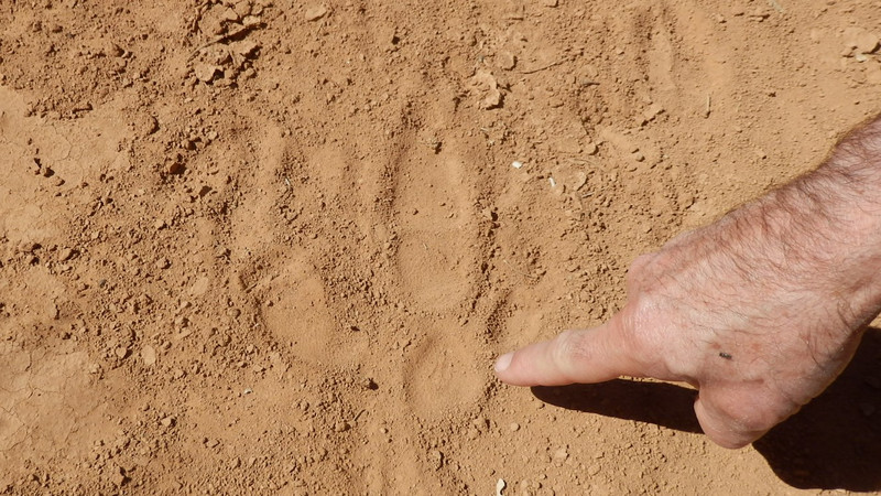 An emu footprint … but we didn’t see any.