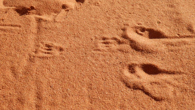 A Bilby track in detail