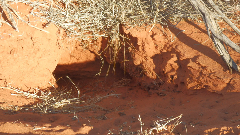 An active Bilby burrow