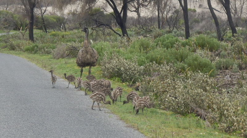 Un perturbed by us, this family of emus just continue to do their thing.