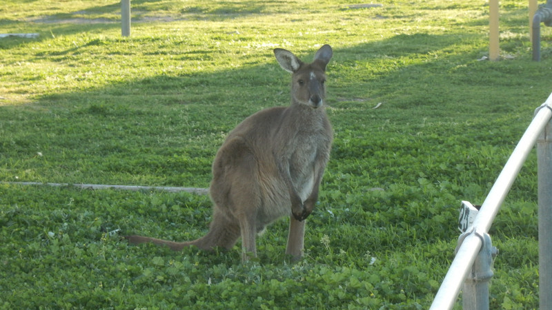 Kangaroo in the caravan park.