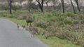 Un perturbed by us, this family of emus just continue to do their thing.