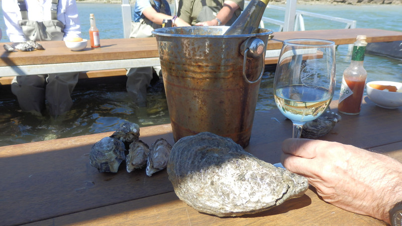 Oysters are harvested at 15 months.