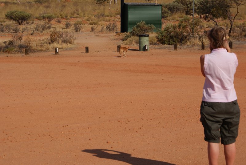 Joan capturing the dingo