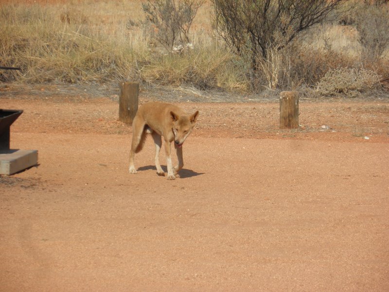 Joan’s resulting photo of the dingo