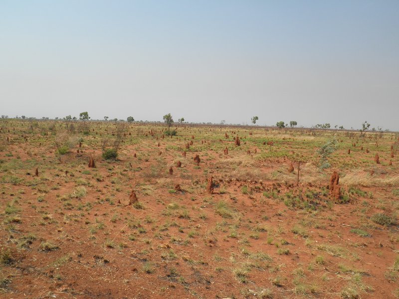 Mini termite mounds cover the landscape. 