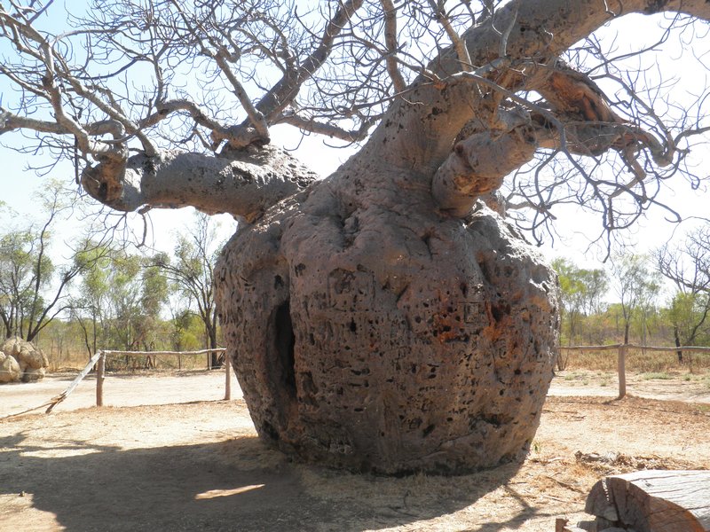The prison boab tree