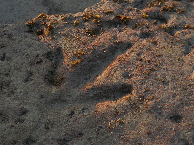 Genuine dinosaur footprint