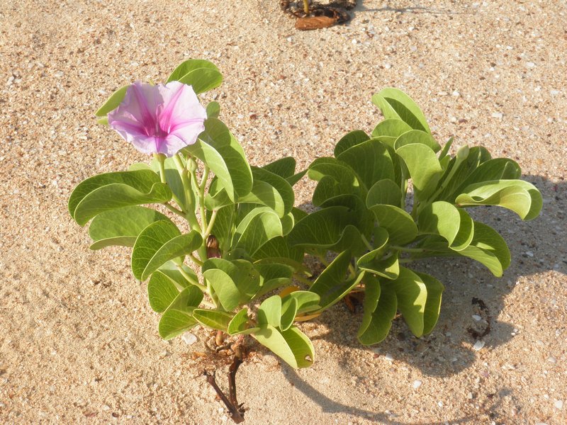 A flower in the sand