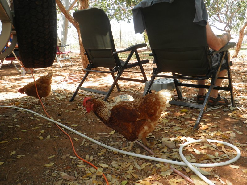 Chooks in the camp