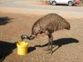 The friendly emu