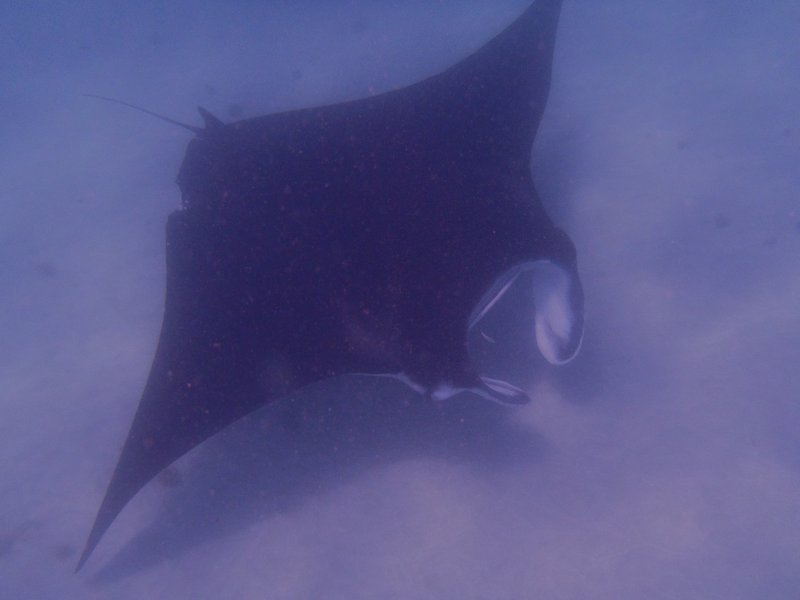 Swimming with a Manta ray!