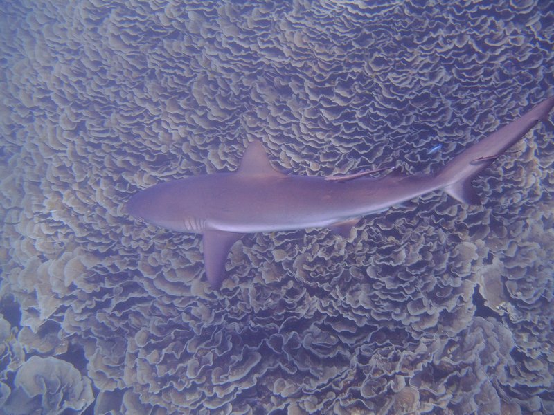 The reef shark circling below
