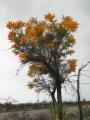 Vivid yellow trees in flower on the road in to Perth