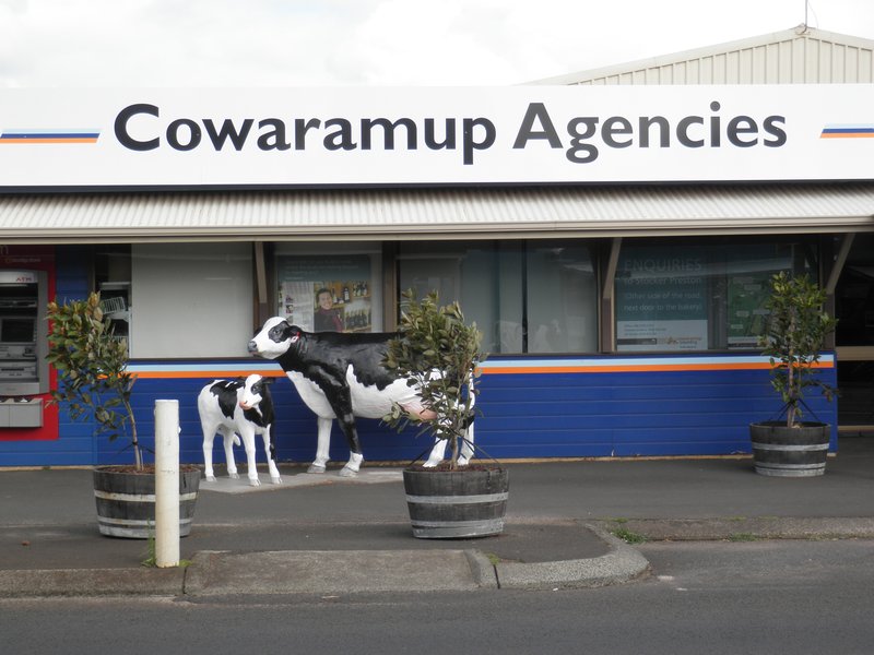Cowaramup cows