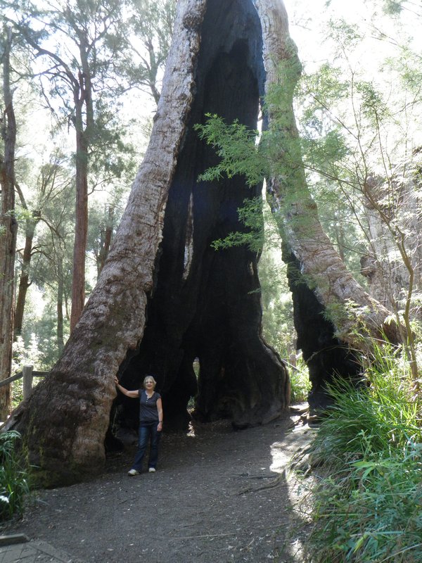 The giant tingle tree