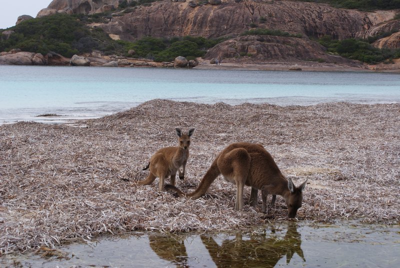 Kangaroos use the fresh water pools on the beach
