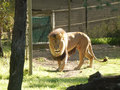 A grumpy looking lion