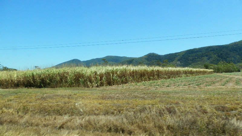 A mature cane field right next to a young one