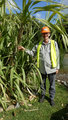 Greg with the original variety of cane, that is no longer grown