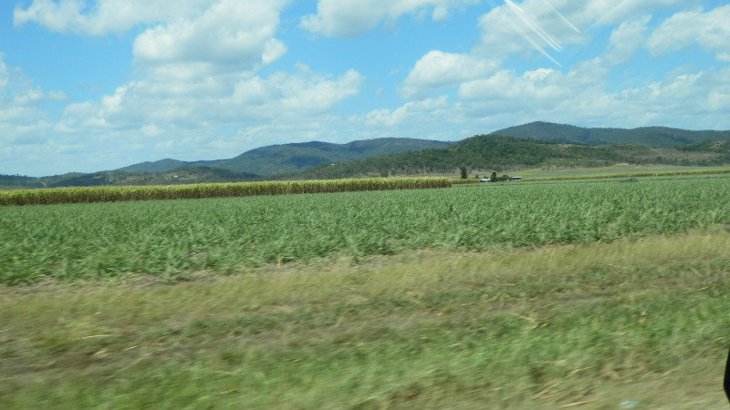 Cane fields in the Pioneer Valley