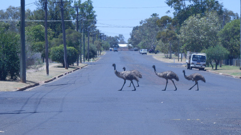 Maybe tourists have it right – there were emus in the streets of Charleville.