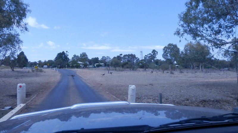 Maybe tourists have it right – there were kangaroos crossing the road as we entered Tambo.