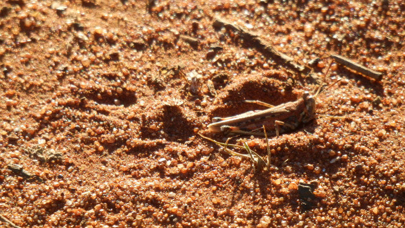 A grass hopper laying its eggs in the sand
