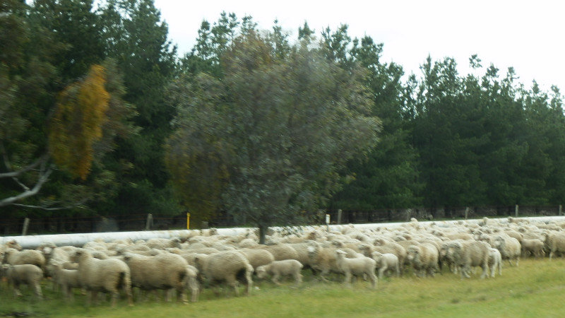 Sheep being moved along the road