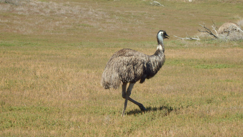 A classic emu shot