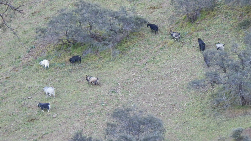 Feral goats on the cliff in Parachilna Gorge