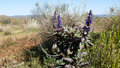 This blue wildflower looked a bit like sage