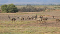 Teenage outing. These adolescent emus are supervised by the adult males on the far left and right.