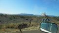 This emu is trying to race us at 50 kph.