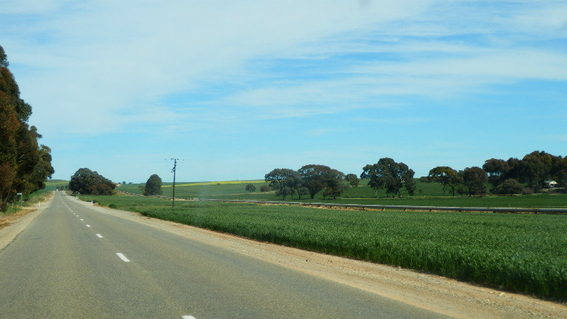 Crops right to the edge of the road – an effective use of space