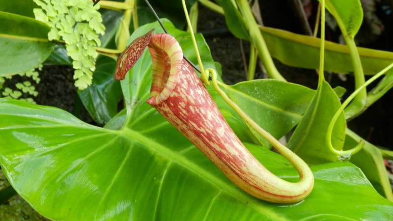 Pitcher plant, one of many exotic species