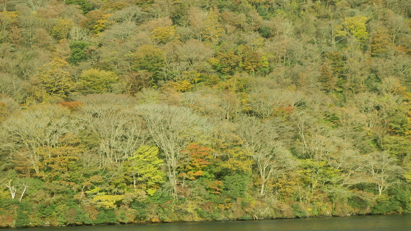 Autumn forest on the shore of the lake.