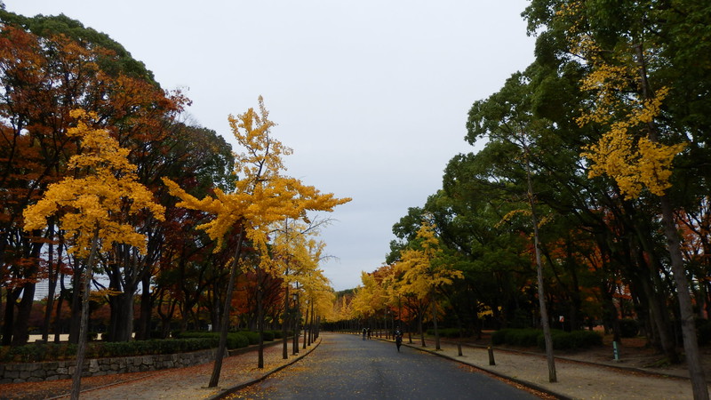 An autumnal avenue