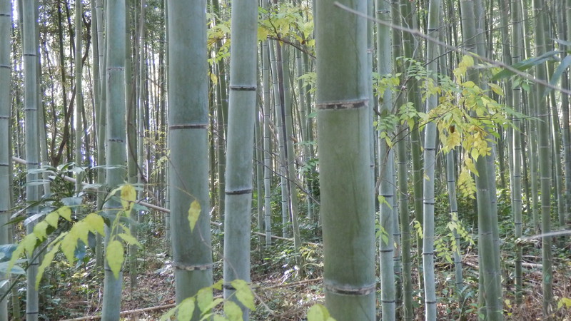 Bamboo forest. 