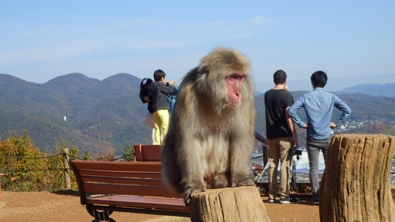 Snow monkey. He had surprisingly clean and well groomed fur.