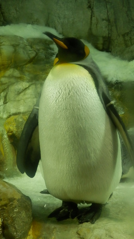 The icy penguin exhibit was great.