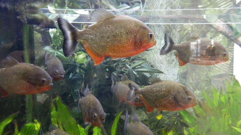 Piranhas are mandatory in an aquarium. 