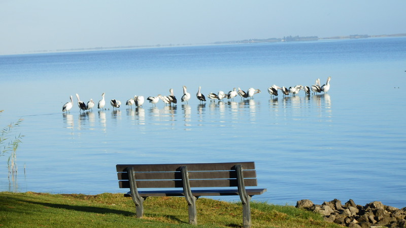 Morning brings a row of pelicans sitting on a submerged pipe.