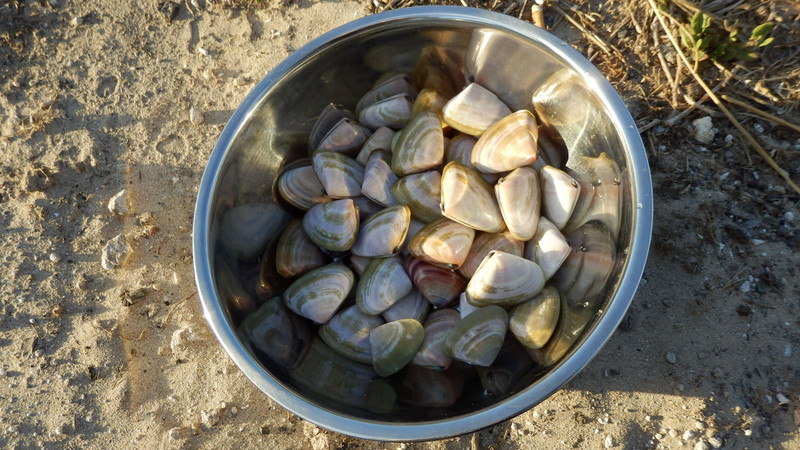 The cockles we received from generous locals