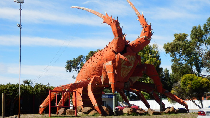 Naturally a town with a big rock lobster fleet needs a big lobster.  At $98/kg what would this be worth?