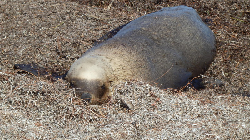 Fast asleep on a bed of seaweed, probably sleeping off a big feed of Coorong mullet.