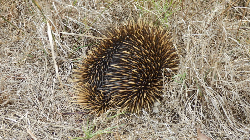 At Cape Jaffa Greg’s keen eye spotted this echidna off for a walk.  By the time we got close for a photo it was hiding its face in the grass.